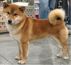 柴犬３３